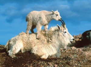 baby-mountain-goat-kid-with-parent